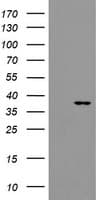 SNAI2 / SLUG Antibody (clone OTI2E3, Carrier-free)