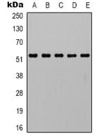Alpha Tubulin Antibody