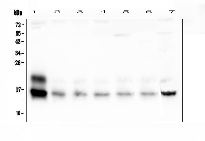 CST3 / Cystatin C Antibody