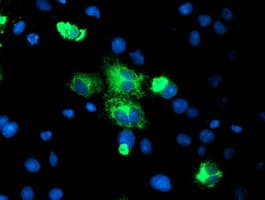 CPA2 Antibody (clone OTI1D8)