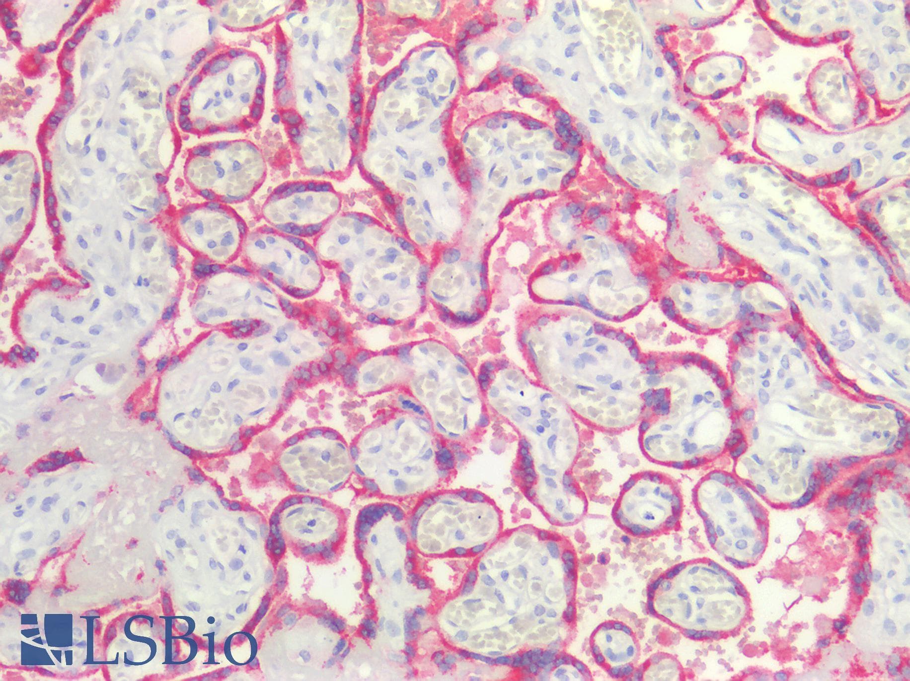 ENDOU Antibody (aa179-228)
