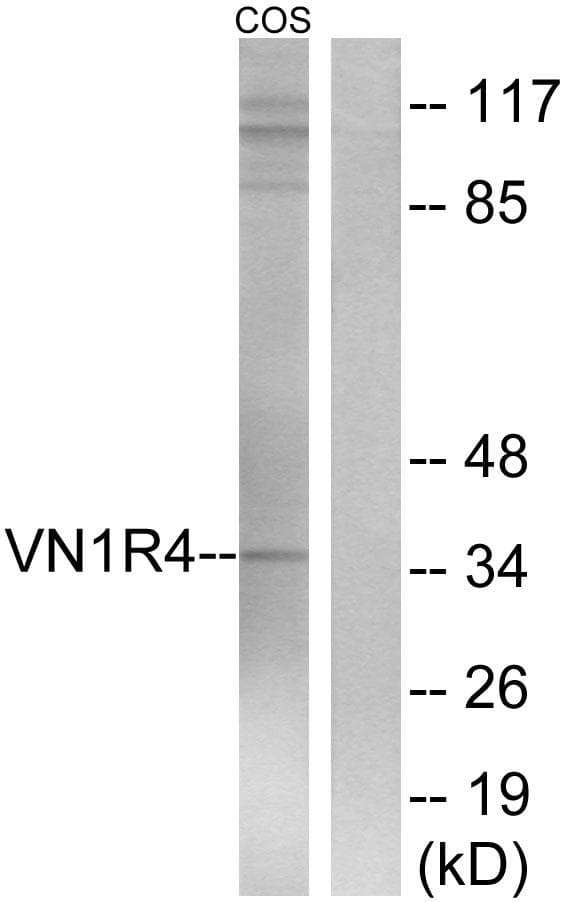 VN1R4 Antibody