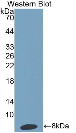 HPR Antibody (aa30-85)