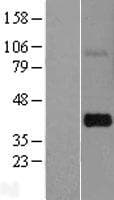 THAP7 Protein (Over-Expression Lysate Myc-DDK (Flag))