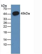 FSHB / FSH Beta Antibody (aa21-129, APC)
