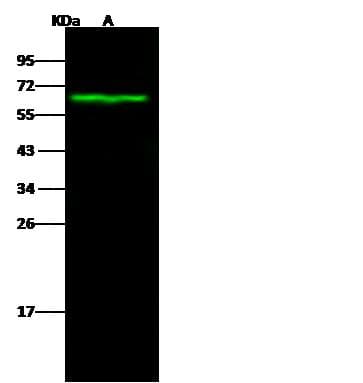 CA9 / Carbonic Anhydrase IX Antibody (Preservative Free)