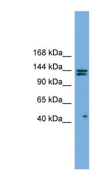 IRS Antibody (C-Terminus)