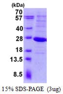 Human LYG2 Protein (Recombinant His)