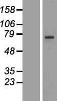 RFX4 Protein (Over-Expression Lysate Myc-DDK (Flag))