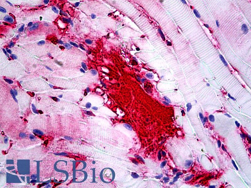 IHC-plus™ Polyclonal Rabbit anti-Mouse APOA1 / Apolipoprotein A 1 Antibody (IHC, WB)