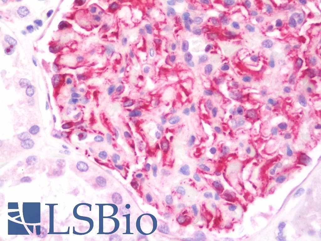 IHC-plus™ CUEDC2 Antibody (aa239-267)