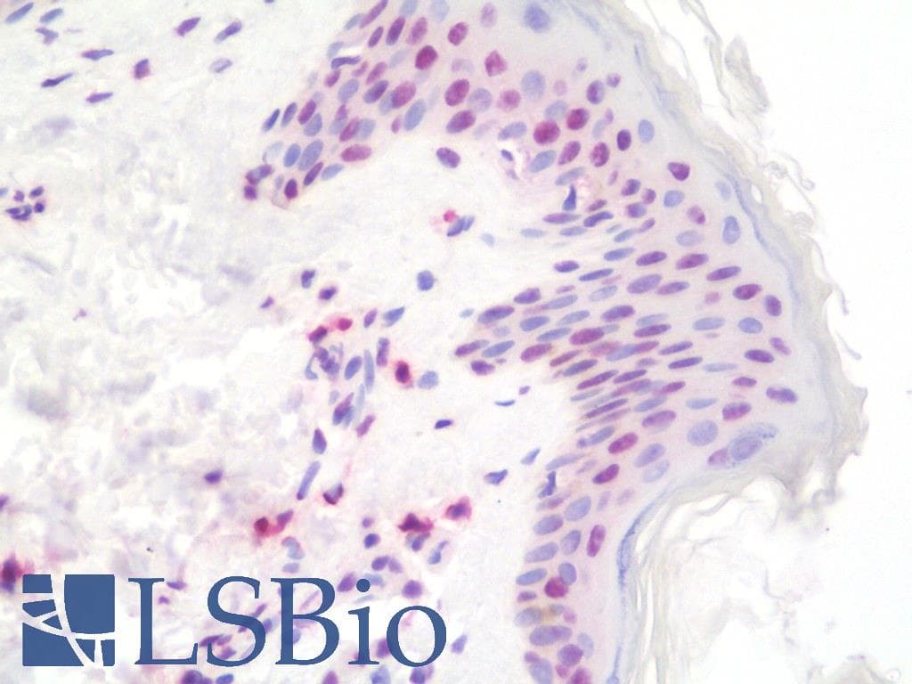 IHC-plus™ Histone H4 Antibody (clone C14691)