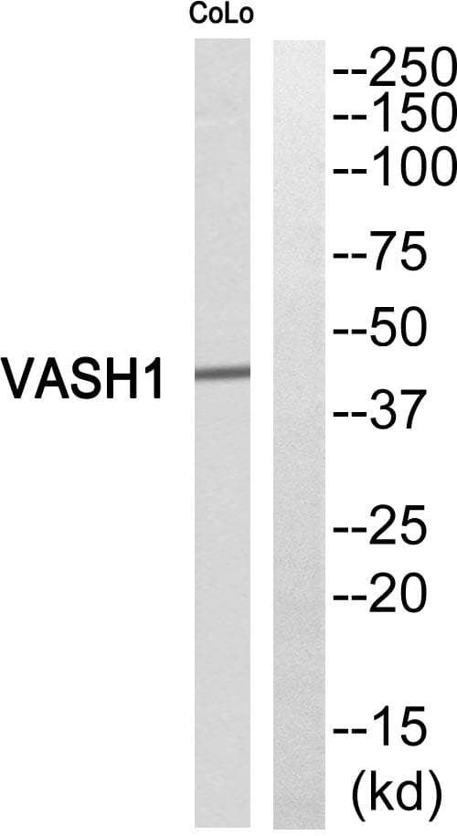 Polyclonal Rabbit anti-Human Vasohibin 1 / VASH1 Antibody (WB)