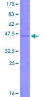 Human IFNA6 / Interferon Alpha 6 Protein (Recombinant GST)