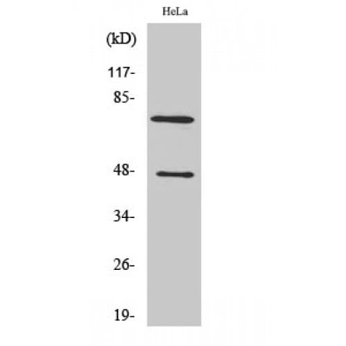 Complement C1s Antibody (360-440 aa, Internal)