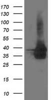 UBXN2B Antibody (clone OTI2E8)