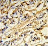 CHMP4B Antibody (aa51-79)