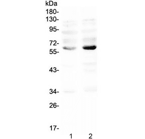 NRF1 / NRF-1 Antibody