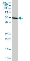IMPDH1 Antibody (clone 3G6)