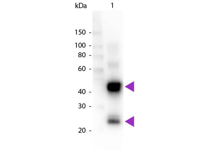 Goat Anti-Pig IgG Secondary Antibody (HRP)