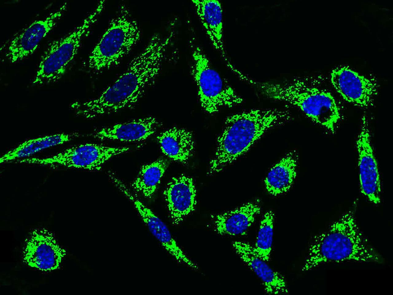 GC1qR / C1QBP Antibody (Preservative Free)