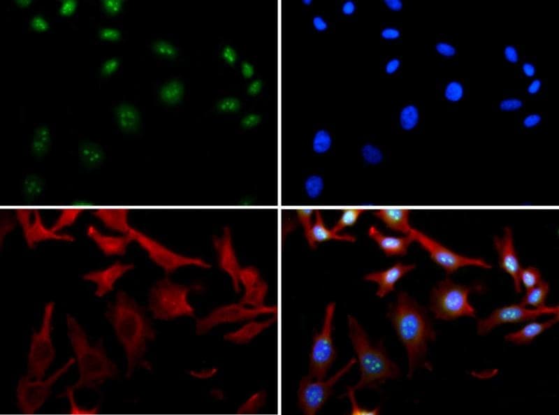 HDAC6 Antibody