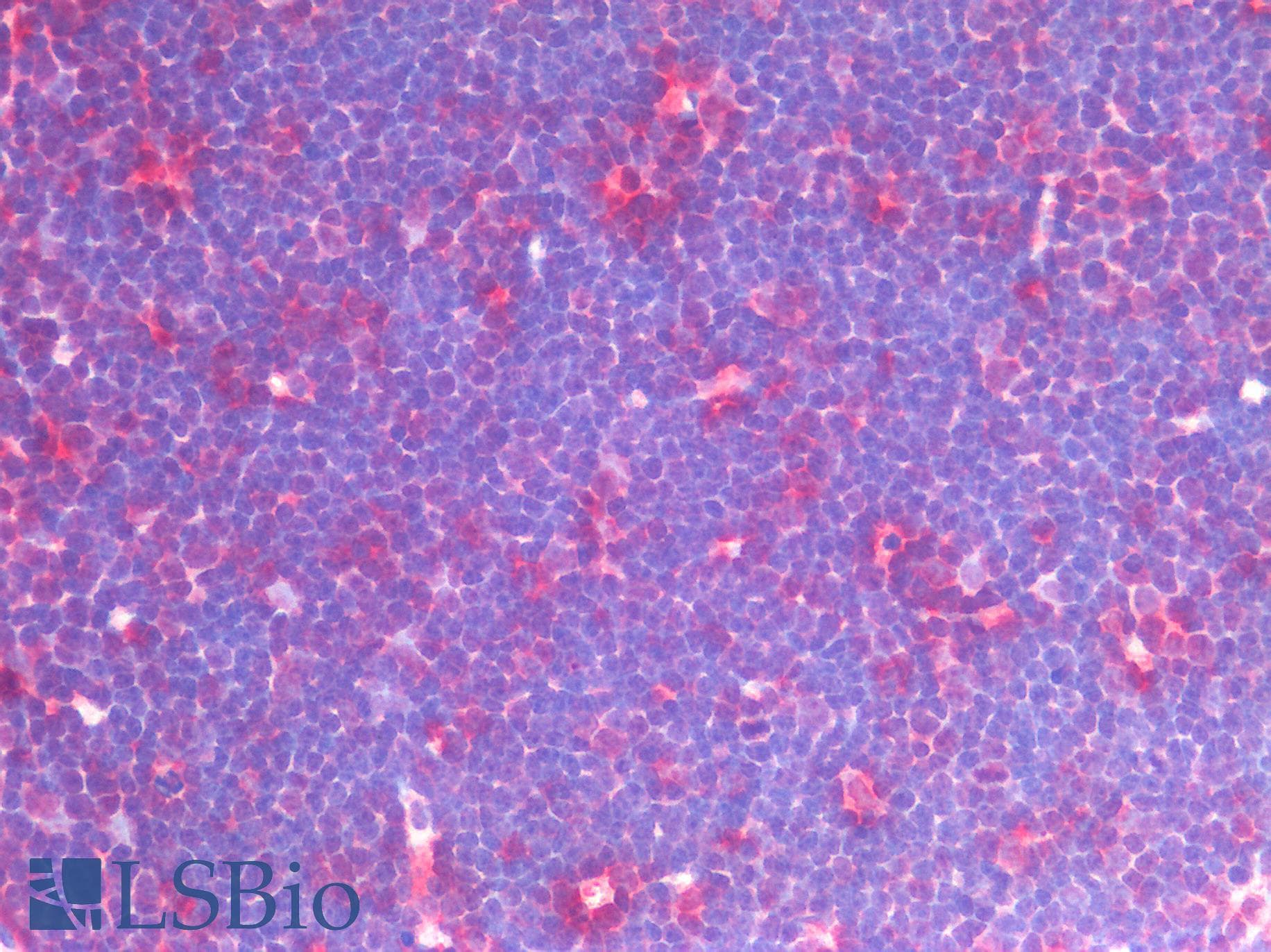 IHC-plus™ CD33 Antibody