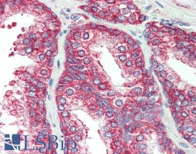 IHC-plus™ PURA / Pur-Alpha Antibody (aa1-50)