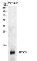 APOC3 / Apolipoprotein C III Antibody
