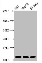 Recombinant Monoclonal Rabbit anti-Human HIST1H4I Antibody (IF, WB)