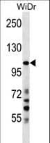 Polyclonal Rabbit anti-Human SUSD2 Antibody (aa716-745, IHC, WB)