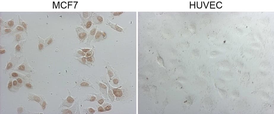 GATA3 Antibody (aa155-443, clone OTI11H3)