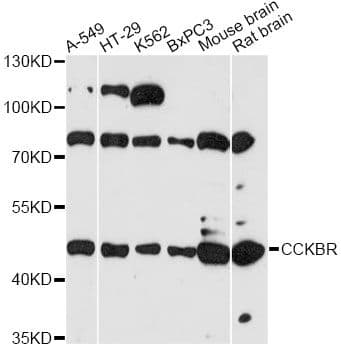CCKBR / Cckb Antibody