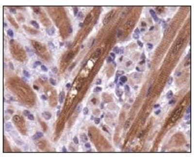 PGAM1 Antibody (aa220-270, Biotin)