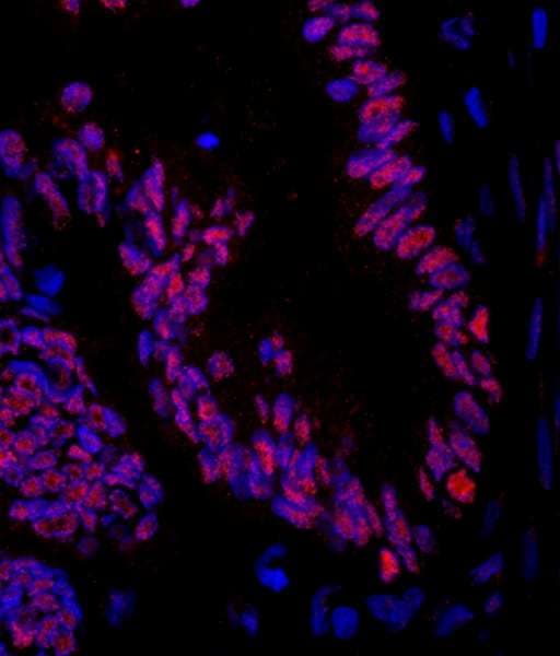 ZNF326 / Zfp326 Antibody (aa532-582)