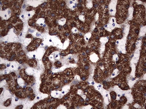 PIK3CD / PI3K Delta Antibody (aa286-610, clone OTI6A12)