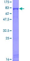 Human PUS3 Protein (Recombinant GST)