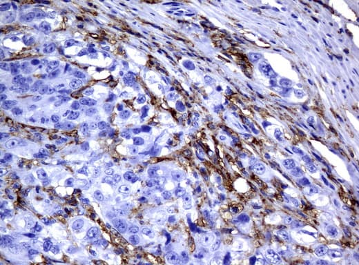 CD32A Antibody (clone UMAB59, Carrier-free)