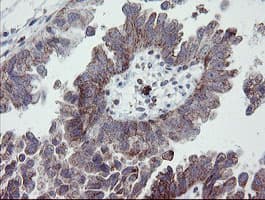 PECAM-1 / CD31 Antibody (clone OTI2C3)