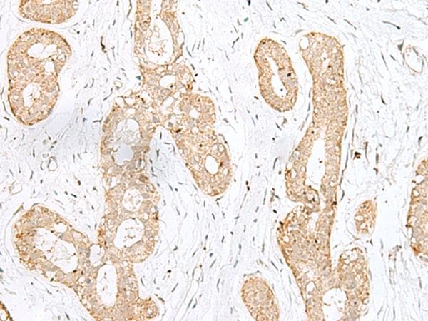BEX2 Antibody