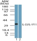 IL-33 Antibody (aa50-100)