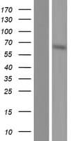NSMF / NELF Protein (Over-Expression Lysate Myc-DDK (Flag))