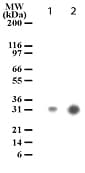 Monoclonal Mouse anti-Human Rho Kinase / ROCK1 Antibody (clone 154C1465, aa1114-1126, WB)