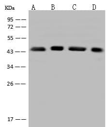 Polyclonal Rabbit anti-Human EIF3S5 / EIF3F Antibody (IHC, IF, WB)