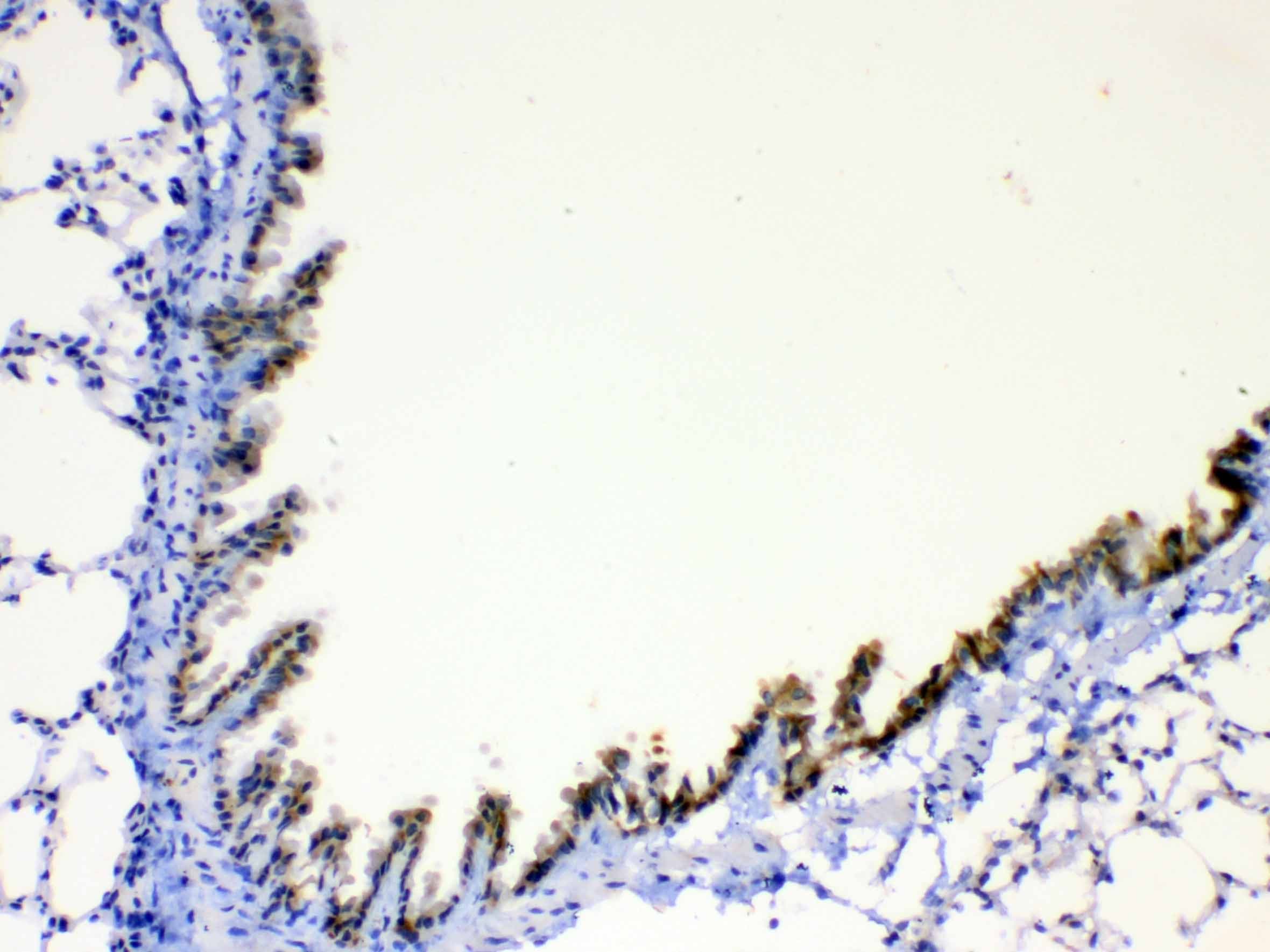 AGRP Antibody
