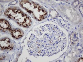 COG6 Antibody (clone OTI4G4)