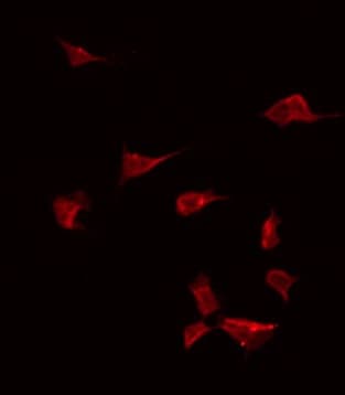 BMP10 Antibody