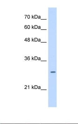 LRRC59 Antibody (aa201-250)