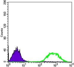 ETS1 / ETS-1 Antibody (clone 8A8)