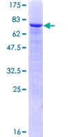 Human ZNF71 Protein (Recombinant GST)